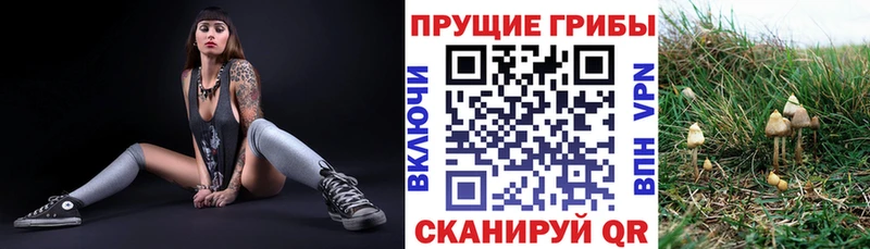 Псилоцибиновые грибы Psilocybine cubensis  Верея 